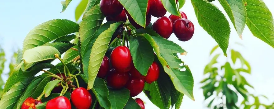Ballinaclash Orchard and Cellar Door
