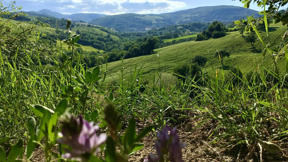 Castello di Aliforni