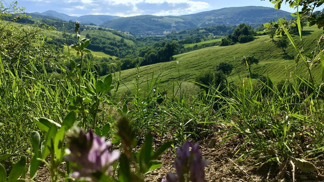 Castello di Aliforni