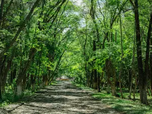 BOSQUE CUAUHTÉMOC