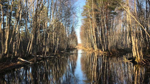 Pääsküla bog trail