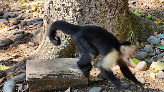 HIKING - WATERFALLS & MONKEYS by GO WILD Adventures
