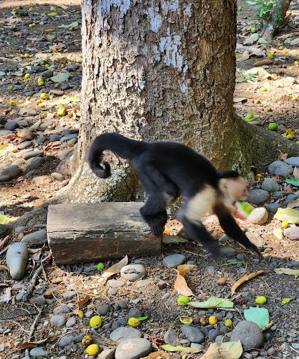 HIKING - WATERFALLS & MONKEYS by GO WILD Adventures