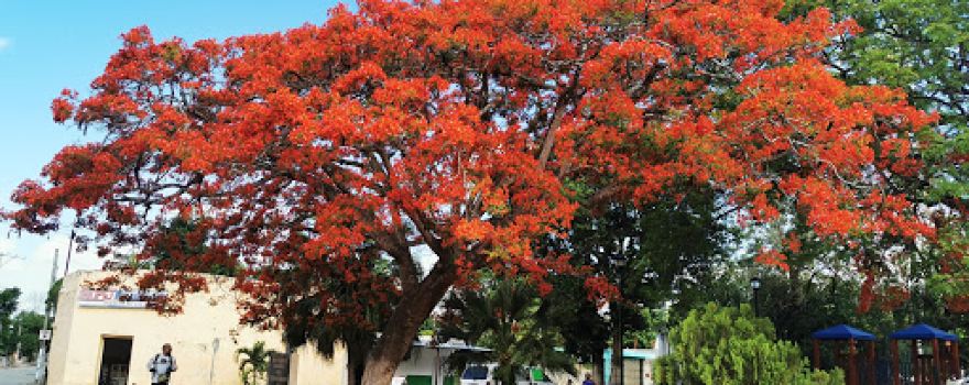 Timucuy Main Park