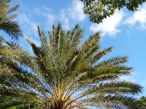 Plaza Bolívar de Güiria