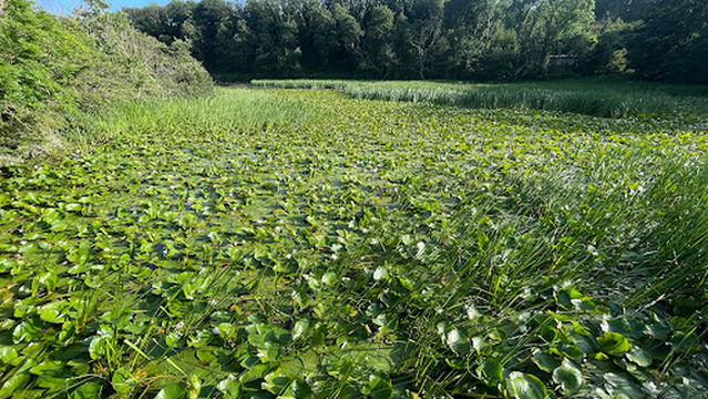 Bosherton Camping (Alternative Field)