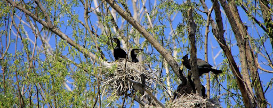 KORMORAN
