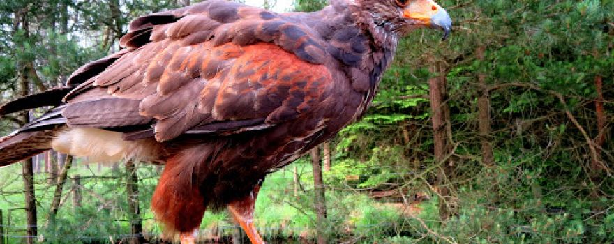 Hawks in the Forest