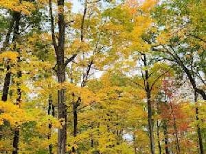 North Trout Lake campground
