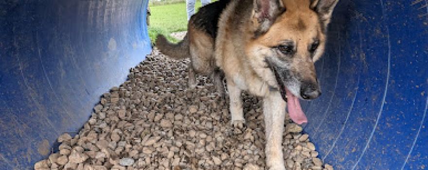 K9 Fun-Time