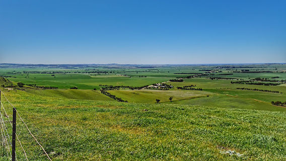 Mintaro
