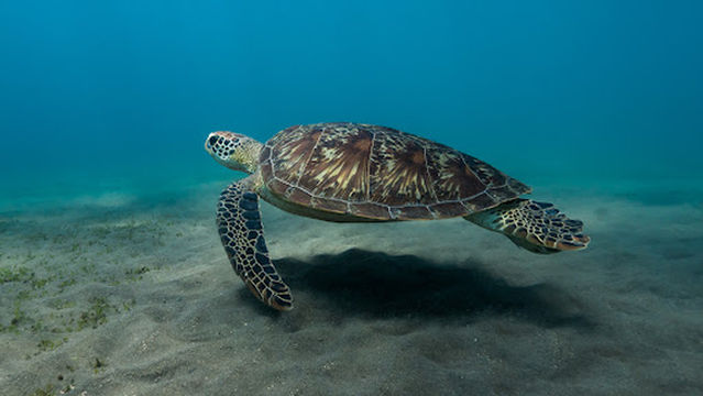 Apnea Art Freediving