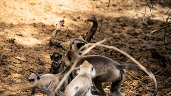 Udawalawa