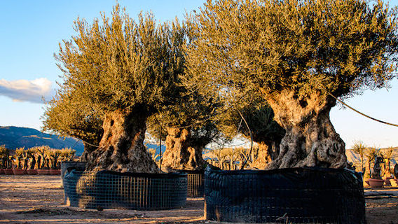 Olive Farmers - Olijfbomen - Bezoek op afspraak