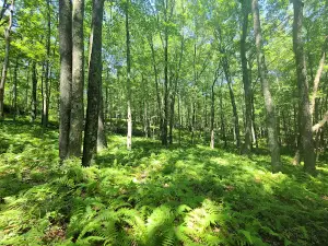 Natural Lands' Bear Creek Preserve