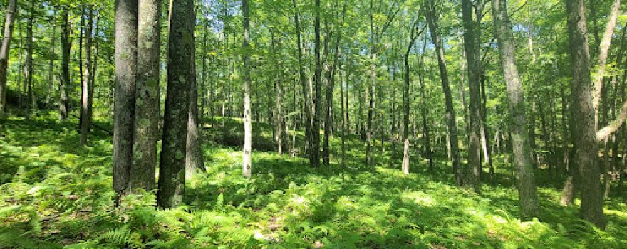 Natural Lands' Bear Creek Preserve