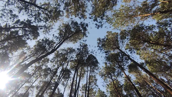 Gerbang Masuk Curug Layung