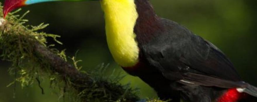 Costa Rica Issys tours & Airport Transfers