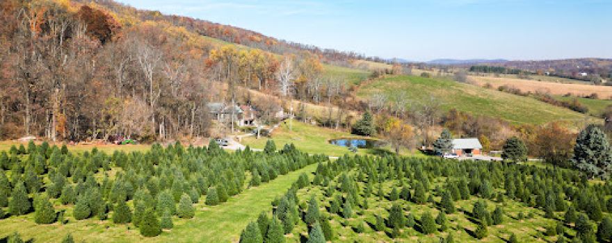 Snickers Gap Christmas Tree Farm