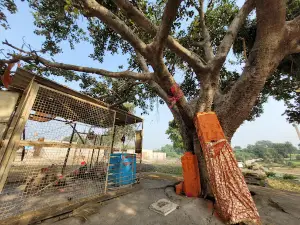 Shri Narsingh Mandir Narsingh tirth dham