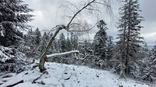 Łysica