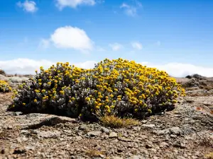 Mount Tullu Dimtu