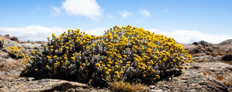 Mount Tullu Dimtu