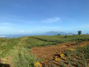 다힐릭 네스트