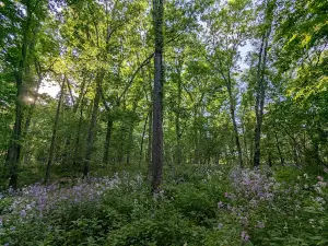 Hickory Hill Park