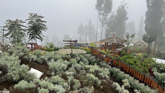 Taman Edelweiss Desa Wonokitri