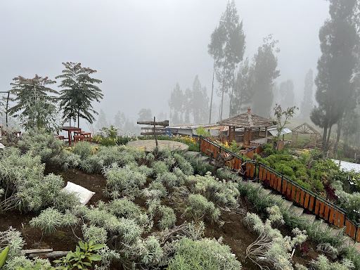 Taman Edelweiss Desa Wonokitri