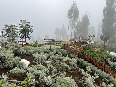 Taman Edelweiss Desa Wonokitri