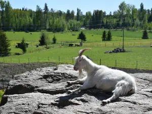 Kungsbacka Farm Animal Yard