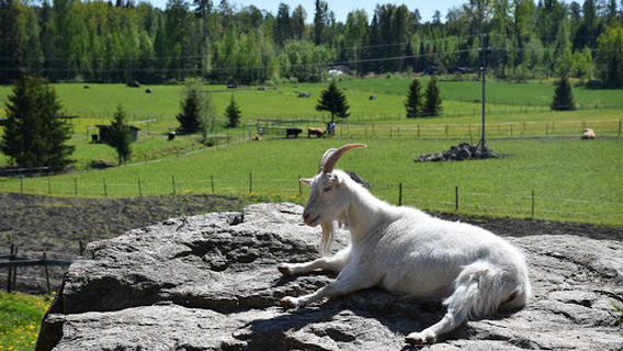 Kungsbacka Farm Animal Yard