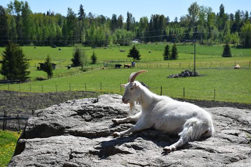 Kungsbacka Farm Animal Yard