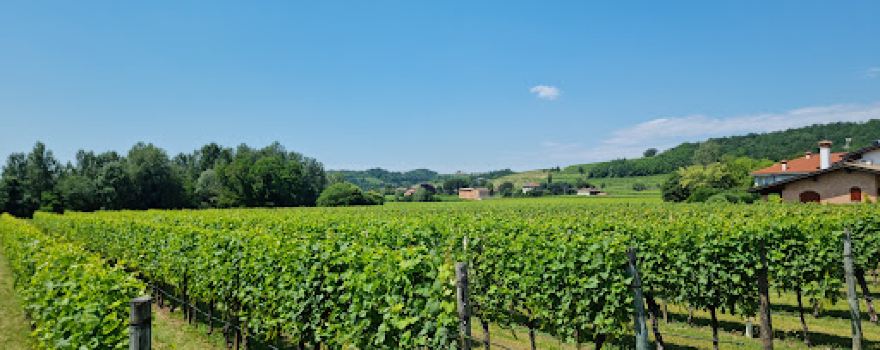 Cantina Iole Grillo
