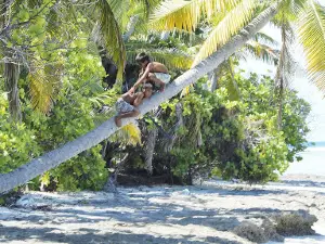 Nonouti Island