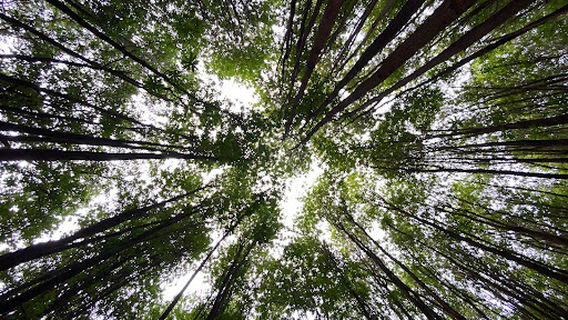 Teuk Chob Khnar Po Community Forestព្រៃសហគមន៍ទឹកជប់ខ្នារពោធិ៍