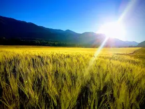 Bluebird Grain Farms