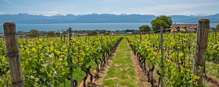Domaine De La Vissenche