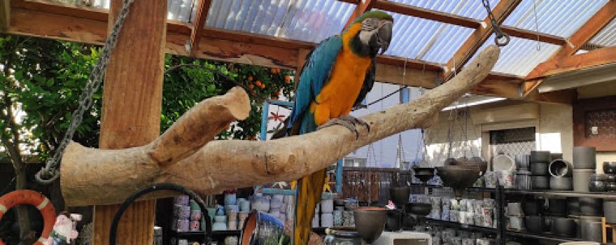 Semaphore Pets and Garden