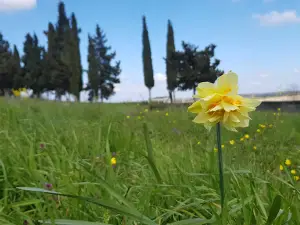 Samsun Kent Ormanı
