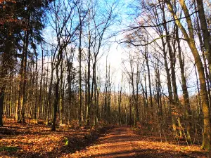 Waldschutzgebiet Steinbachtal/Netzbachtal