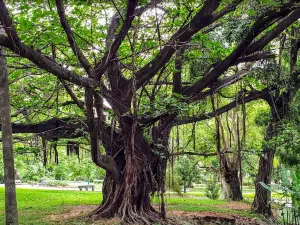 Tunduru Botanical Gardens