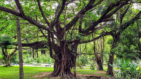 Tunduru Botanical Gardens
