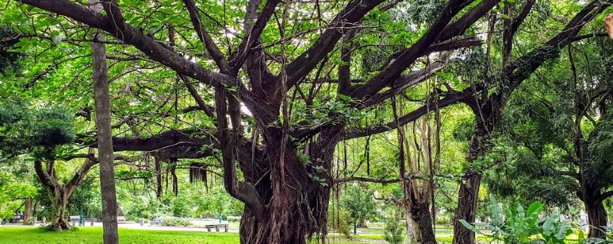 Tunduru Botanical Gardens