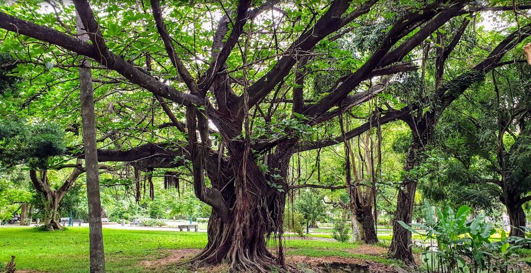 Tunduru Botanical Gardens
