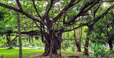 Tunduru Botanical Gardens
