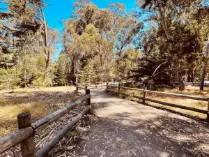 Monarch Butterfly Grove