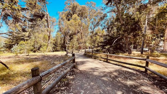 Monarch Butterfly Grove